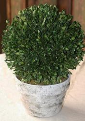 10 inch Boxwood Globe Topiary